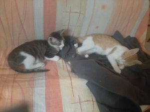 PLAMENKA_04.2022