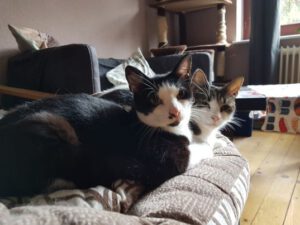 Ozzie und Orlando10