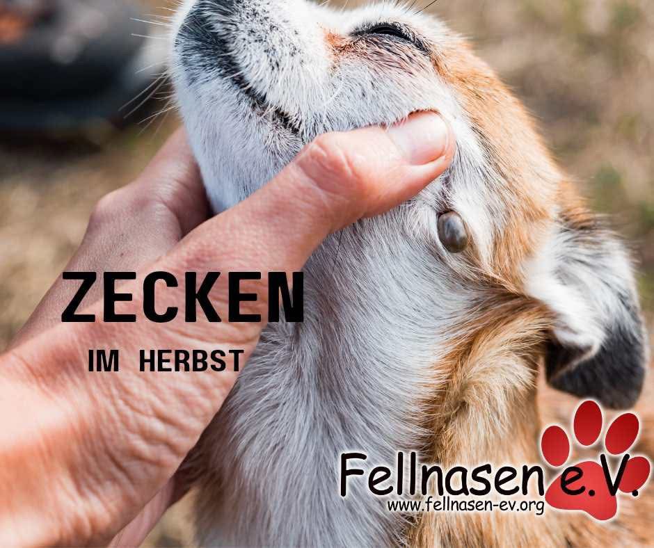 Hier sieht man einen Hund mit Zecken