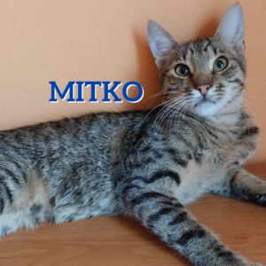 Mitko