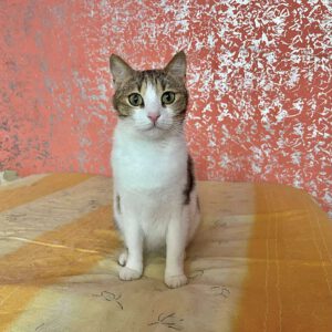 494574571_735101489085887_7489843656709779373_n