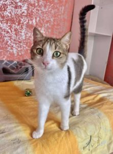 494574726_725655876794597_3568445867577882408_n