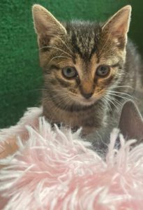 494819397_1036362258464776_7625894387025424632_n