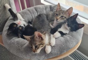 Ypsi, Yonny, Yaki, Yuki