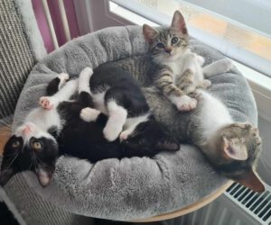 Ypsi, Yonny, Yaki, Yuki _1