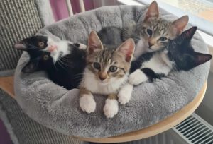 Ypsi, Yonny, Yaki, Yuki _2