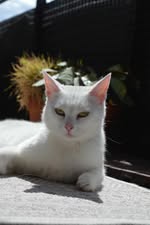 DAYAH_2022