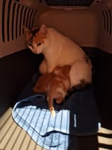 Ayla_Geb.unbekannt