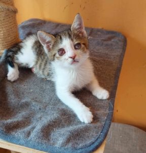 PISI_16.04.2025
