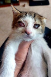 PISI_16.04.2025