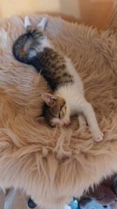 PISI_16.04.2025