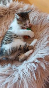 PISI_16.04.2025