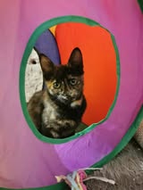 MHILA_01.10.2024