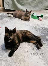 MHILA_01.10.2024