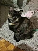 MHILA_01.10.2024