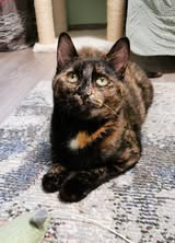 MHILA_01.10.2024