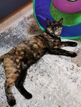 MHILA_01.10.2024