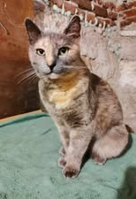 MHINA_01.10.2023