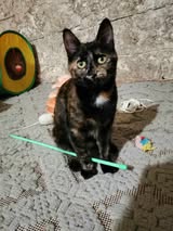 MHILA_01.10.2024