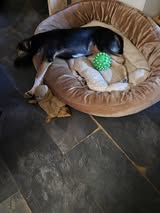 Cocoa 3