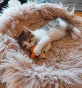 PISI_16.04.2025