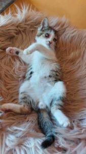 PISI_16.04.2025