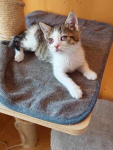 PISI_16.04.2025