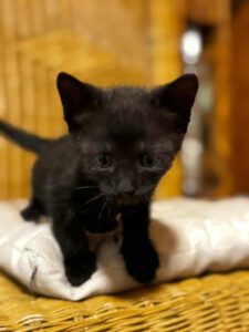 MAEKER_12.05.2025