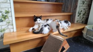 PAULA_mit Kitten