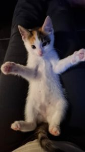 PIPPA_27.04.2025