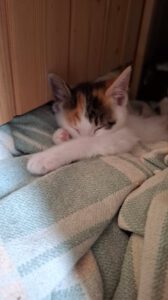 PIPPA_27.04.2025