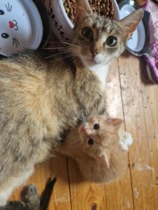 Carlotta_2023
