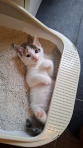 PIPPA_27.04.2025