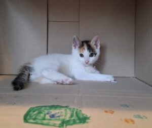PIPPA_27.04.2025