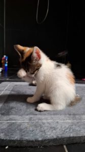 Penny_27.04.2025