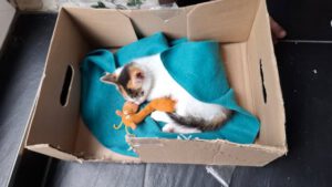 PIPPA_27.04.2025