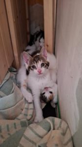 Penny_27.04.2025