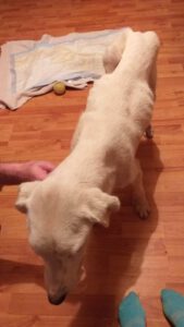 Bailey_Juni21_10