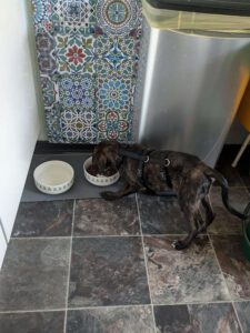 Chacha_Mai2024_25