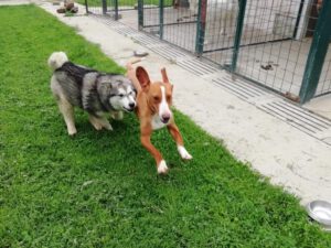 Floki_April19_12