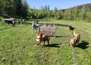 Floki_April19_28