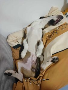 Garcio_Sep24_26