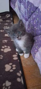 SAPHIR_15.05.2025