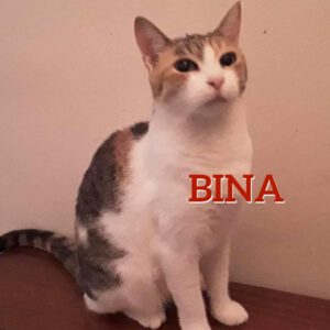 BINA_20.07.2017