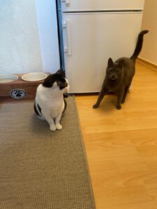 MAM&GREY_01.08.2018