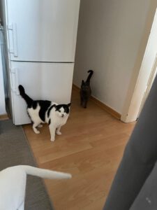 MAM&GREY_01.08.2018