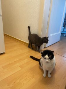 MAM&GREY_01.08.2018