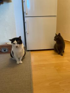 MAM&GREY_01.08.2018