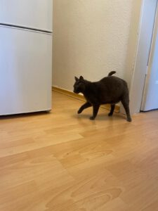 MAM&GREY_01.08.2018