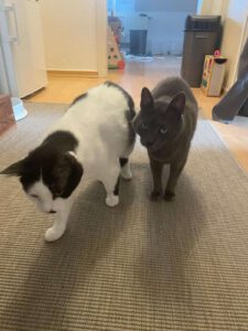 MAM&GREY_01.08.2018